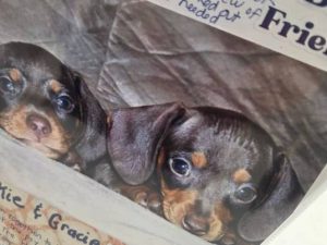 Doxie crop