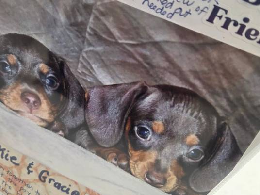 Doxie crop